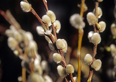 Viktualienmarkt: Weidenkätzchen - München