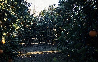 Orangenplantage - Aspendos