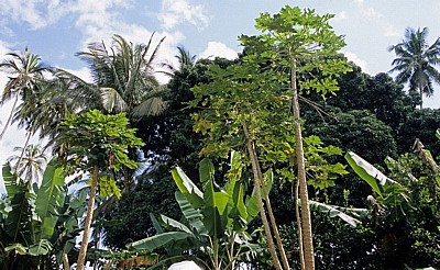 Gewürztour: Papaya, Bananenstauden, Palmen, ... - Sansibar