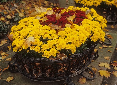 Wiener Zentralfriedhof: Grabbepflanzung (Astern) - Wien