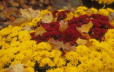 Wiener Zentralfriedhof: Astern mit Herbstlaub - Wien