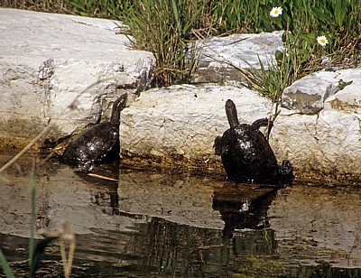 Wasserschildkröten - Butrint