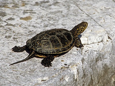 Wasserschildkröte - Butrint
