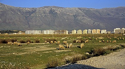 Zwischen Sarandë und Vlorë: Schafherde vor Plattenbauten - Albanische Riviera