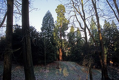 Rundwanderweg Piesberg: Mammutbaum (Sequoiadendron giganteum) - Osnabrück