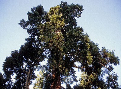 Rundwanderweg Piesberg: Mammutbaum (Sequoiadendron giganteum) - Osnabrück
