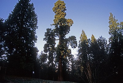 Rundwanderweg Piesberg: Mammutbaum (Sequoiadendron giganteum) - Osnabrück