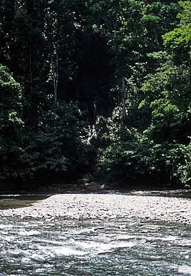 Hinter dem Bohorok beginnt der Dschungel (Gunung Leuser Nationalpark) - Bukit Lawang