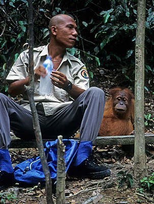 Orang Utan Abu (Pongo abelii) neben einem Ranger - Leuser National Park