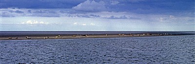 Seehunde (Phoca vitulina) und Silbermöwen (Larus argentatus) auf einer Sandbank - Norderney