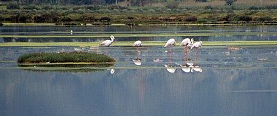 Flamingos (Phoenicopterus ruber roseus) - Stagno di Santa Gilla