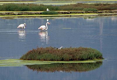 Flamingos (Phoenicopterus ruber roseus) und Möwen - Stagno di Santa Gilla
