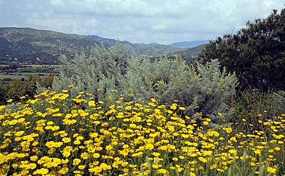 Pflanzen: u. a. Färber-Hundskamille (Anthemis tinctoria) - Sardinien