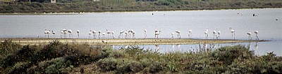 Flamingos - Sardinien