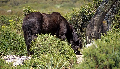 Wildpferd (Cavallini della Giara) - Giara di Gesturi