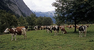 Kühe am Großen Ahornboden - Eng