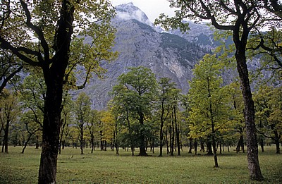 Bergahorn (Acer pseudoplatanus) - Großer Ahornboden