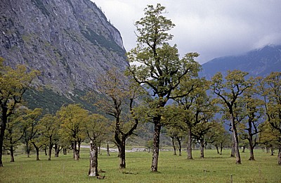 Bergahorn (Acer pseudoplatanus) - Großer Ahornboden