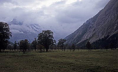 Bergahorn (Acer pseudoplatanus) - Großer Ahornboden