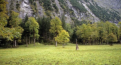 Bergahorn (Acer pseudoplatanus) - Großer Ahornboden