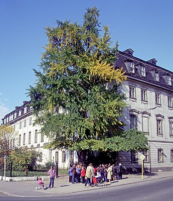 DDR: Gingkobaum am Fürstenhaus - Weimar