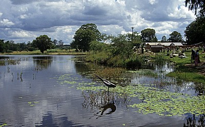Chapungu Village: Shona Sculptures - Harare