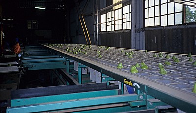 Commercial Farm: Obstproduktion (Sortierung nach Gewichtsklassen) - Mutare