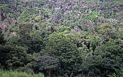Wald: Bäume und Flechten - Chimanimani Mountains