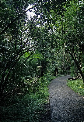 Regenwald - Victoriafälle