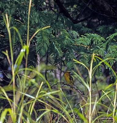 Webervogel (Ploceidae) im Regenwald - Victoriafälle