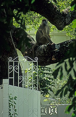 Victoria Falls Hotel: Pavian (Papio) - Victoria Falls