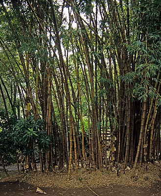 Bambus (Bambuseae) - Victoria Falls