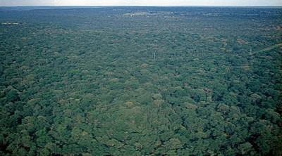 Wald beim Anflug auf die Vic Falls - Victoria Falls
