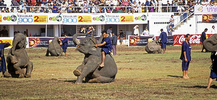 Elephant Round-up: Setzen - Surin