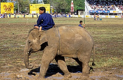 Elephant Round-up: Elefant und Mahout - Surin