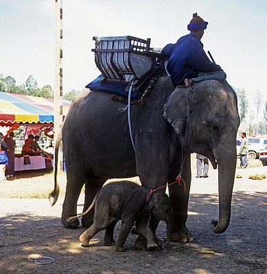 Elefantenmutter mit Kind und Mahout - Surin