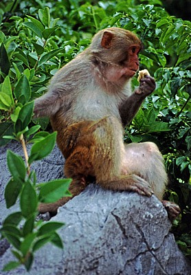 Monkey Island: Affe - Halong Bay