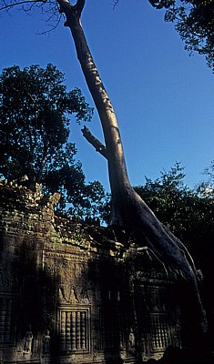 Preah Khan: Tempel mit Krapokbaum - Angkor