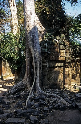 Ta Prohm - Angkor