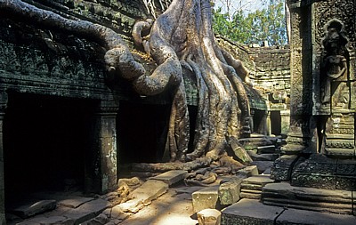 Ta Prohm: Tempel mit Kapokwurzel - Angkor