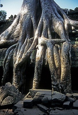 Ta Prohm: Tempel mit Kapokwurzel - Angkor