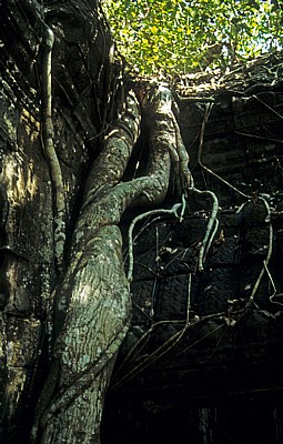 Ta Prohm: Wurzeln auf einem Tempel - Angkor