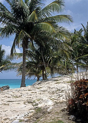 Palmen am Karibischen Meer - Tulum