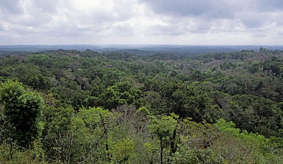 Blick von Tempel IV: Dschungel - Tikal