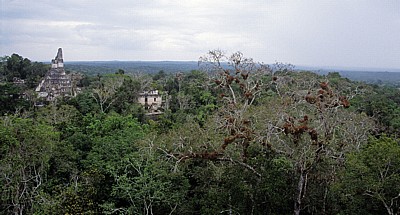 Blick vom Tempel V: Tempel I - Tikal