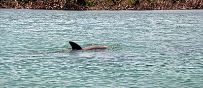 Delphin - Belize Barrier Reef