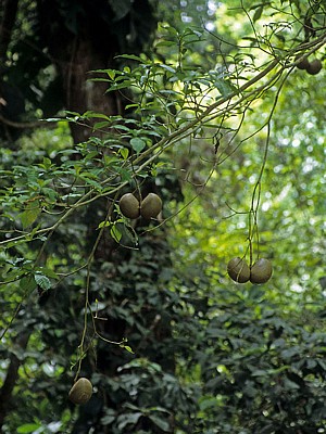 Früchte eines Baumes - Yaxchilán