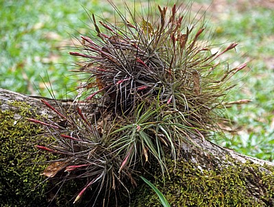Epiphyten - Yaxchilán