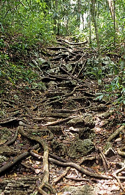 Weg im Dschungel - Yaxchilán