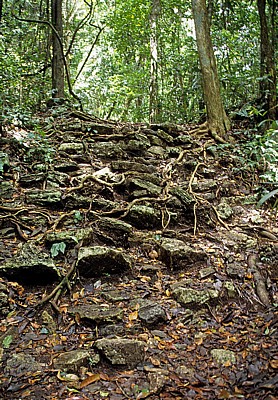 Vom Dschungel überwucherte Treppe - Yaxchilán